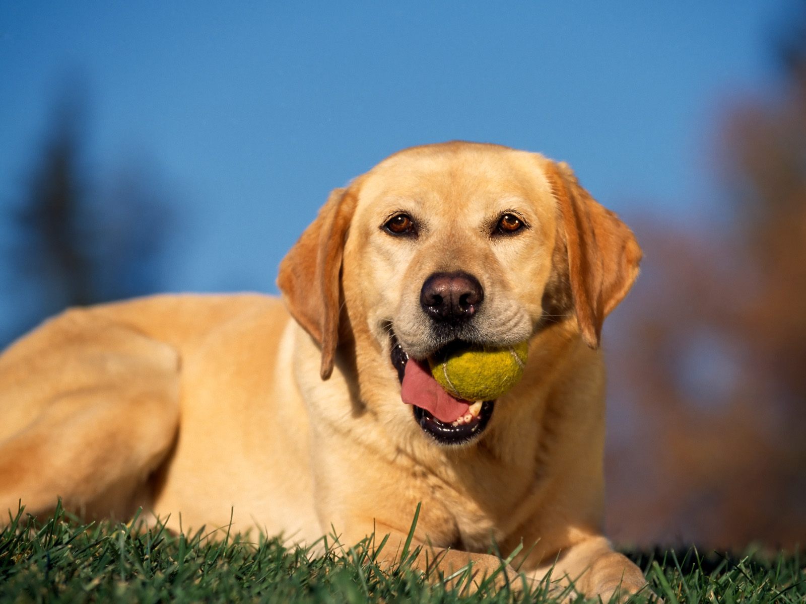 Dana's Dog Care's Photo
