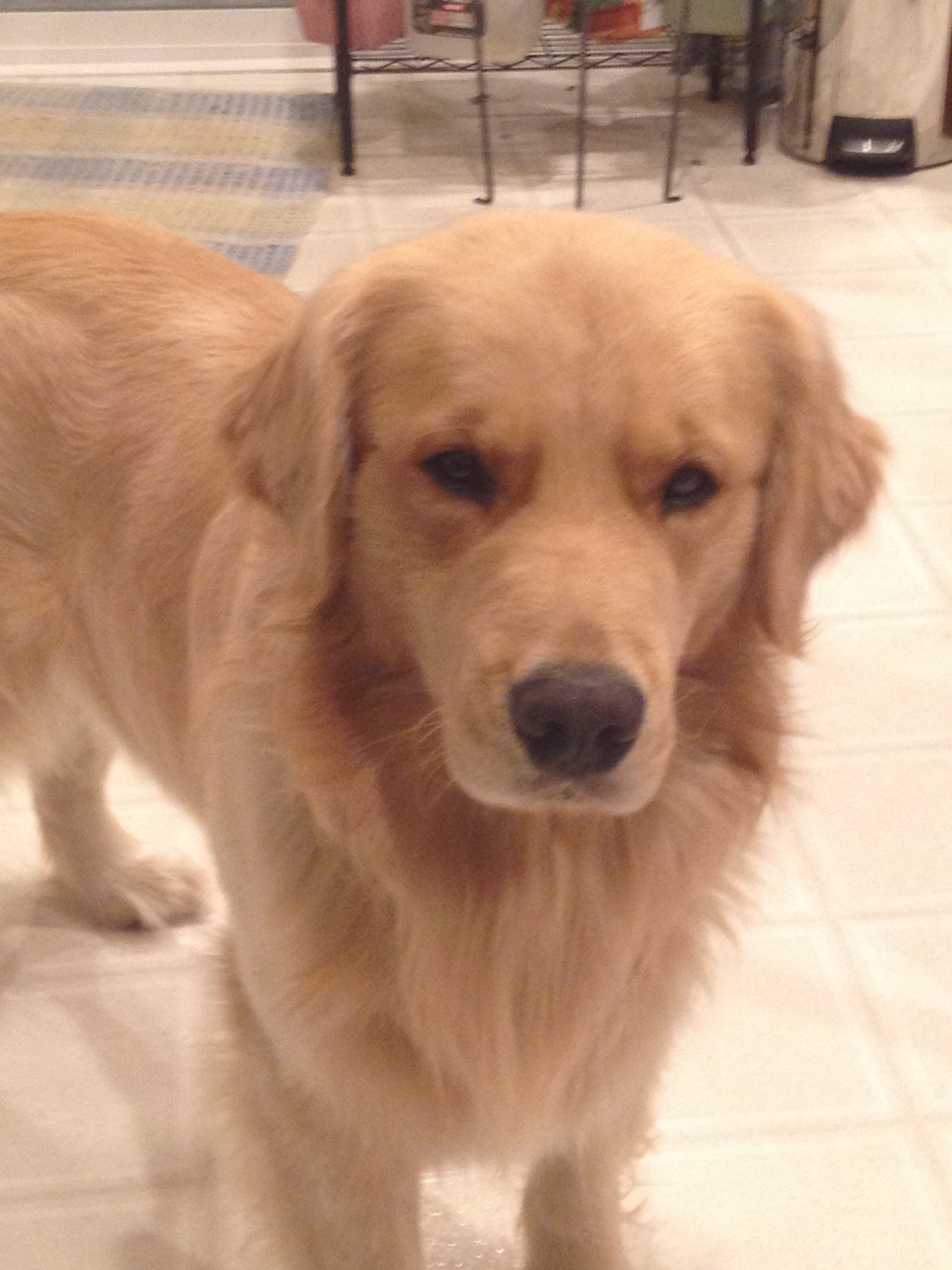 Trails and Tails Pet Sitting's Photo