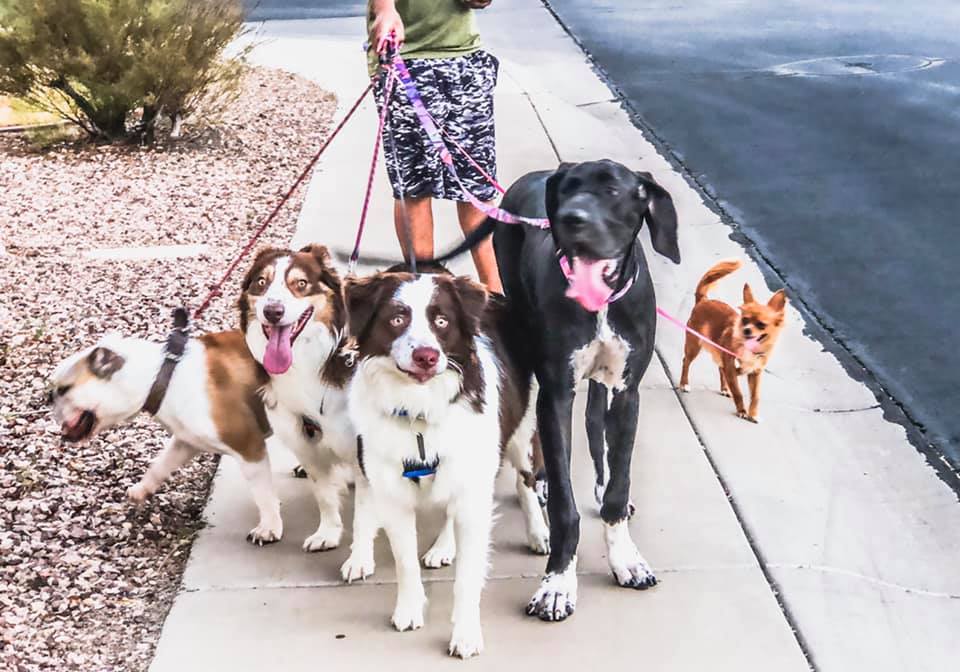 Spirit Animal Pet Sitting's Photo