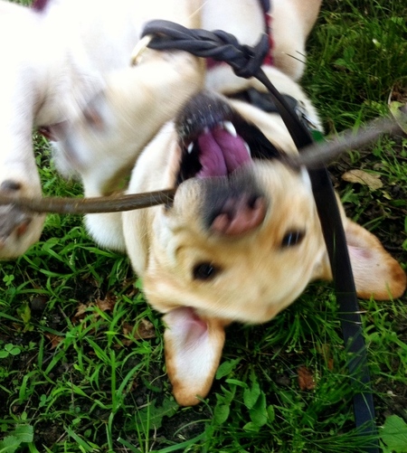 Mixypaws dog best sale walking