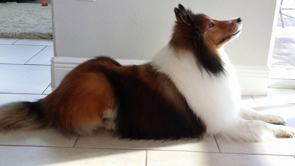 Yur In Luck Pet Sitters LLC's Photo