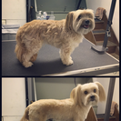 JenniFUR's grooming by design