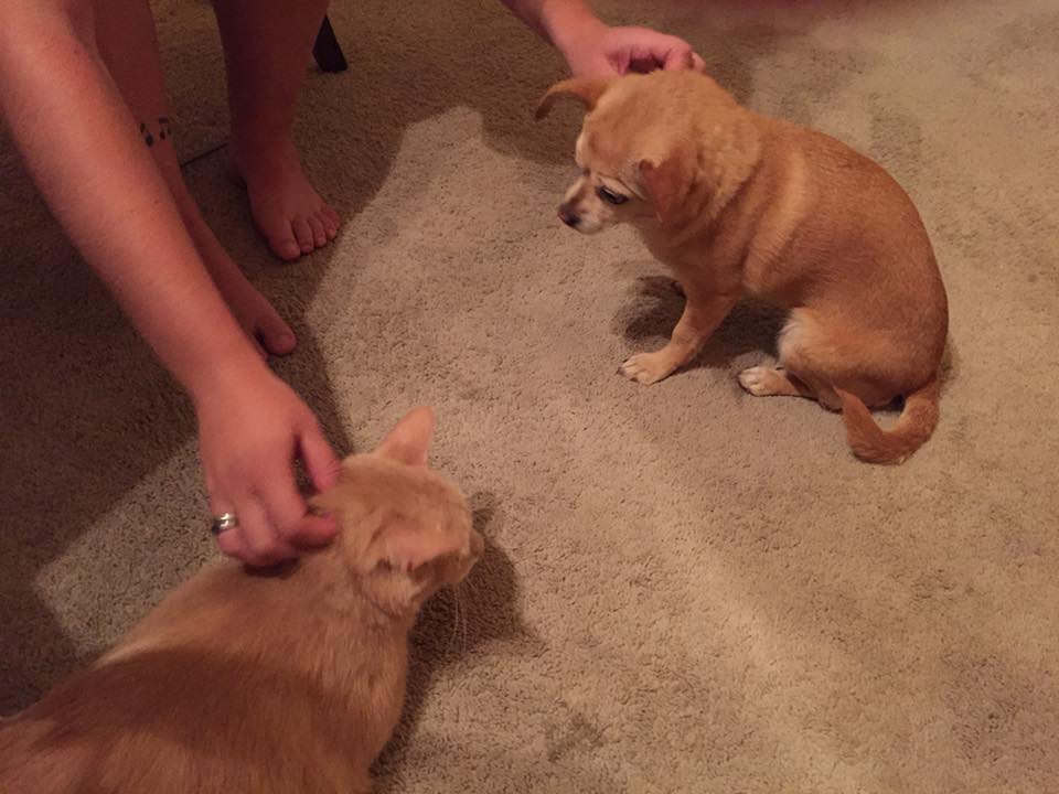 Pet Petting Service's Photo