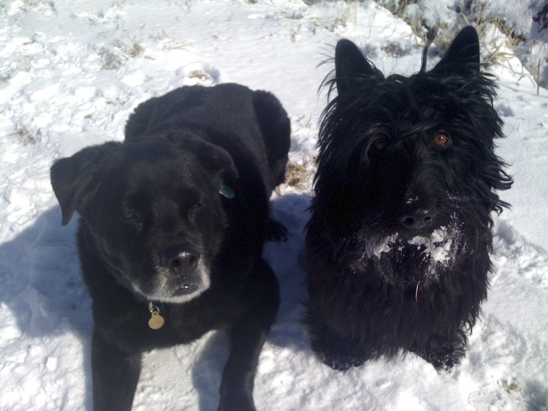 Boulder Pet Care's Photo