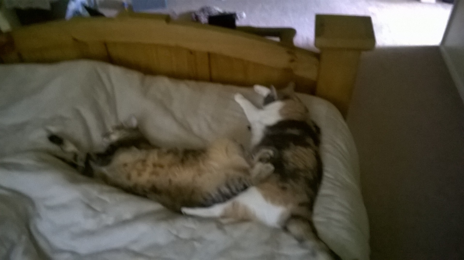 Lucky Dog Enterprises's Photo