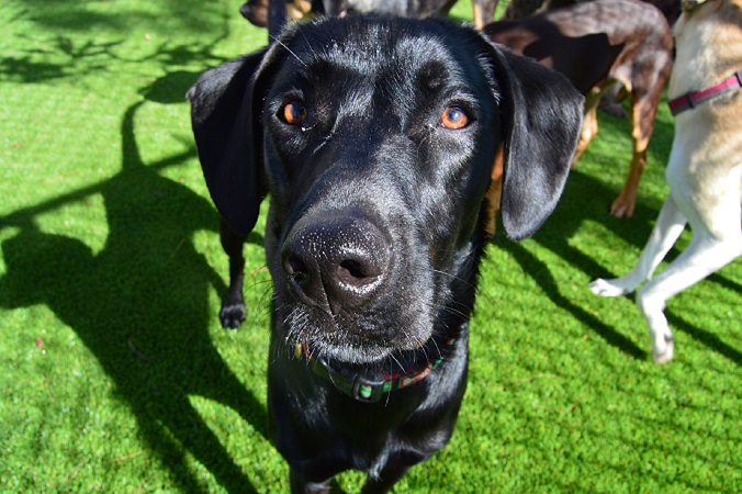 Love My Dog Resort & Playground-Downtown's Photo