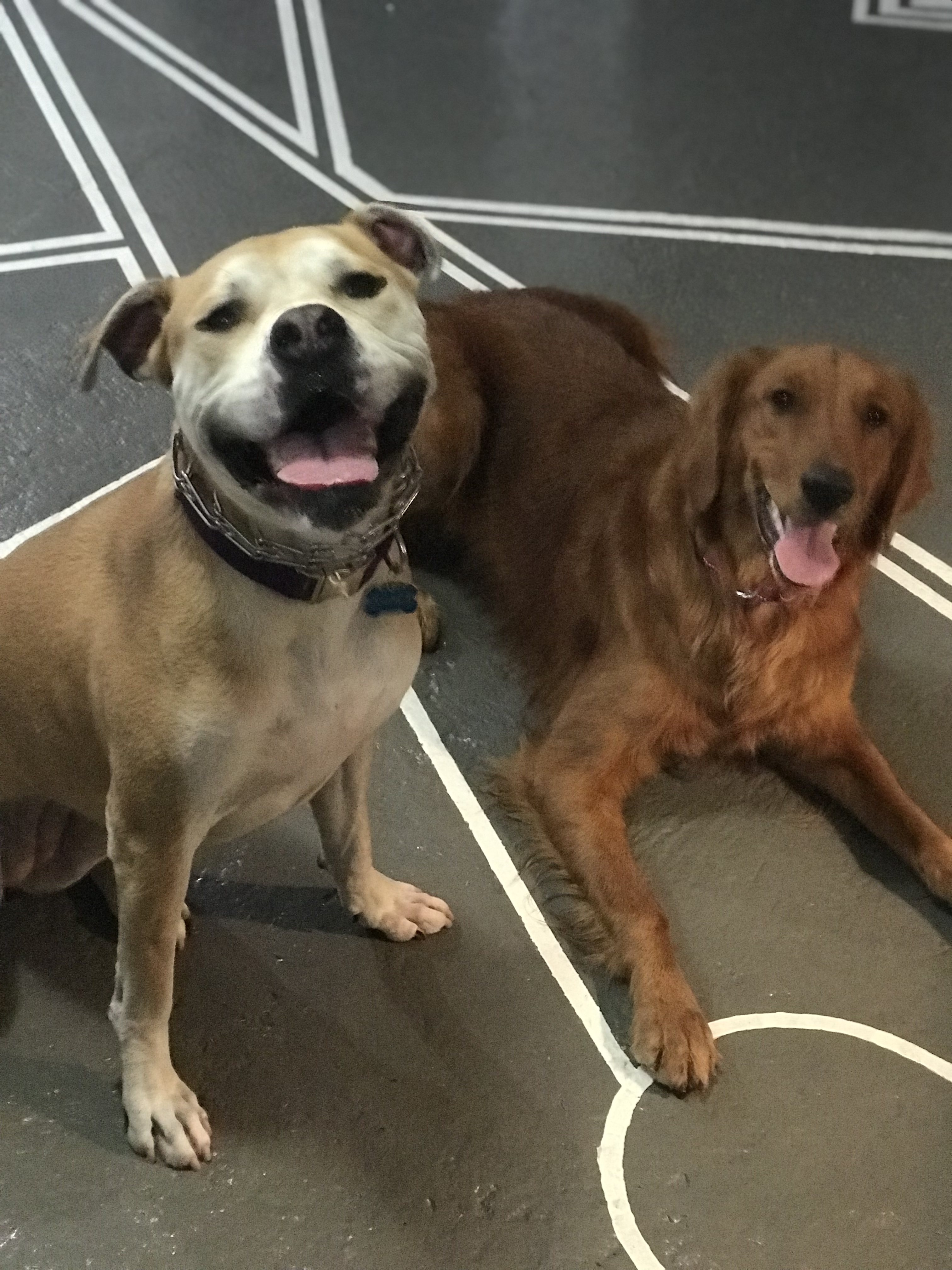 Pampered Pooch Chicago's Photo