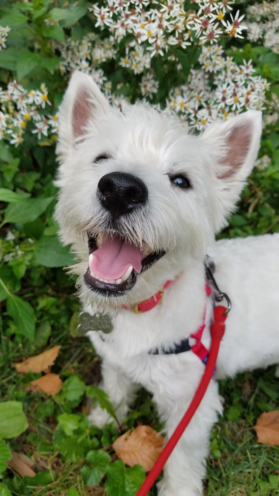 Bow Wow Boys Pet Specialist's Photo