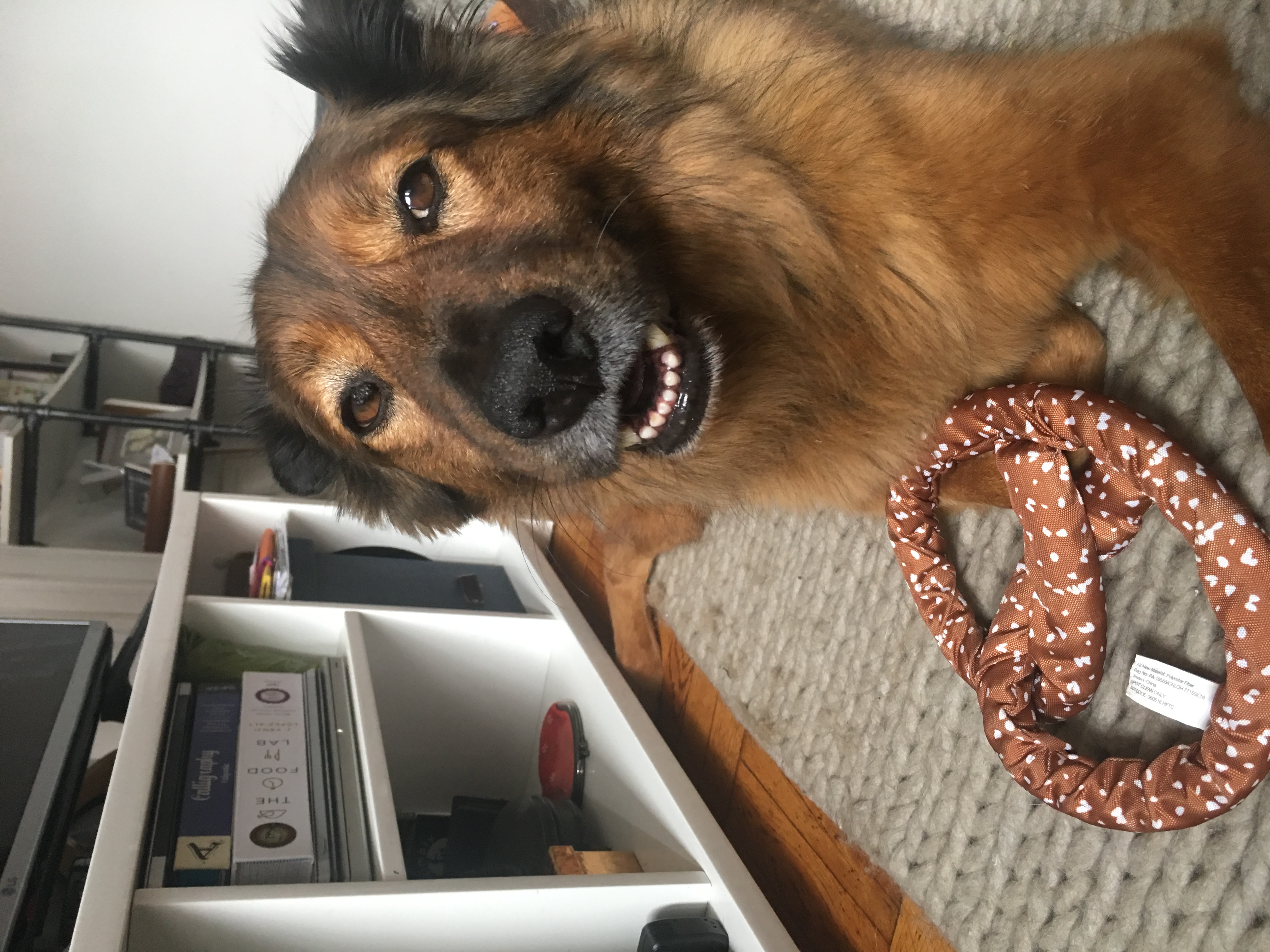 Bertha's Purfect Paws's Photo