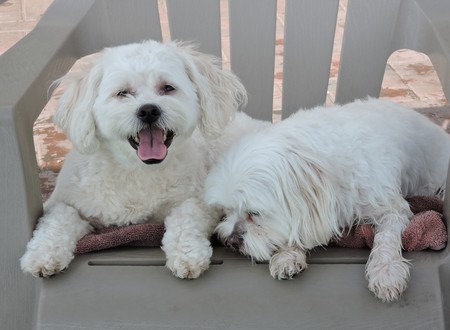 Dog Star Resort LLC