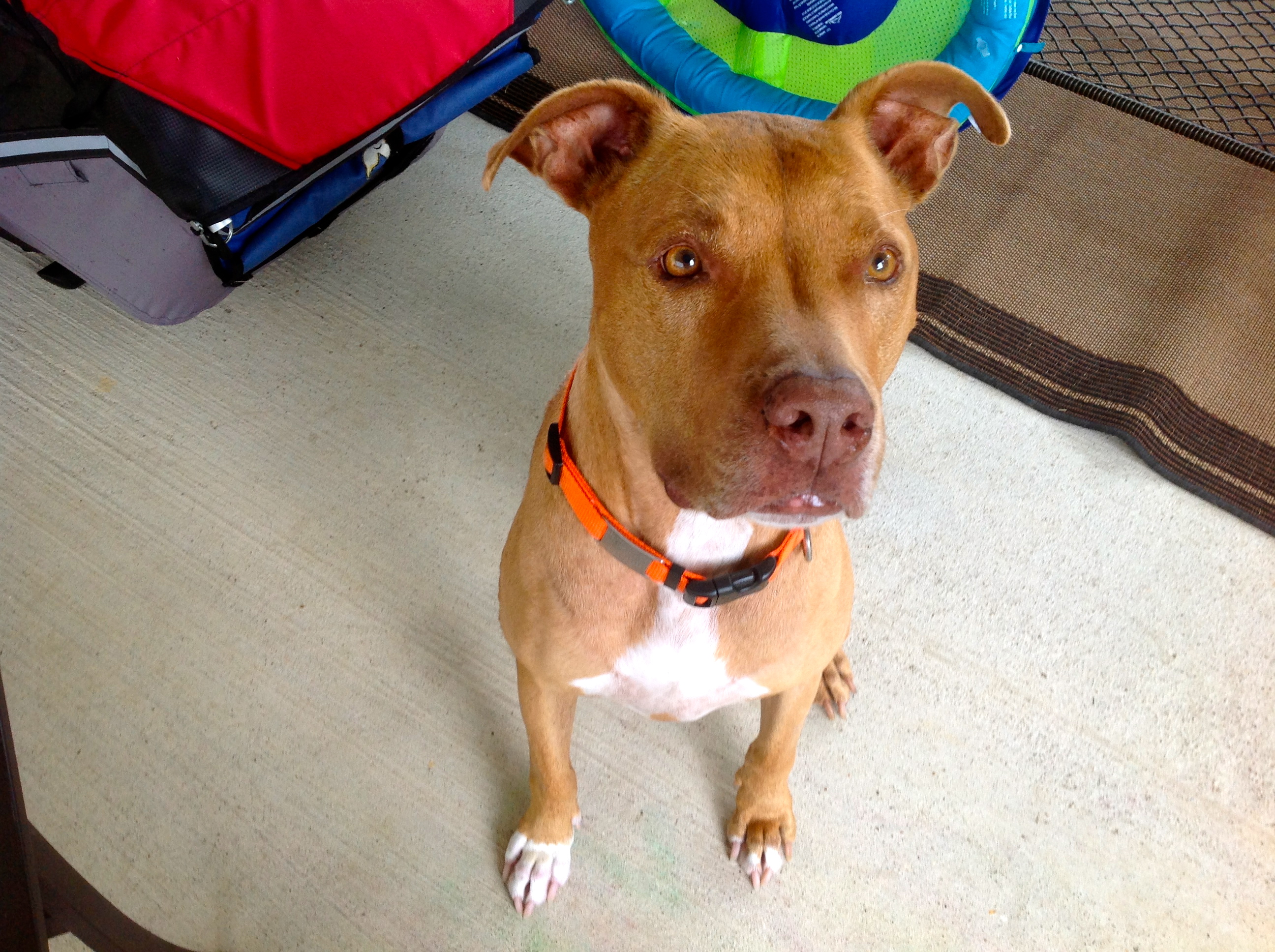 Kim's Kritter Care's Photo