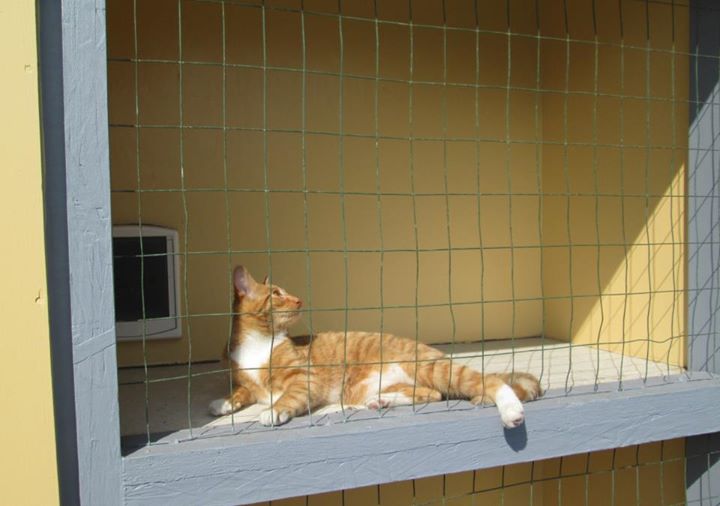 Meow Manor Cattery's Photo