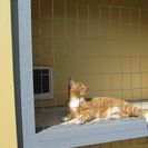 Meow Manor Cattery