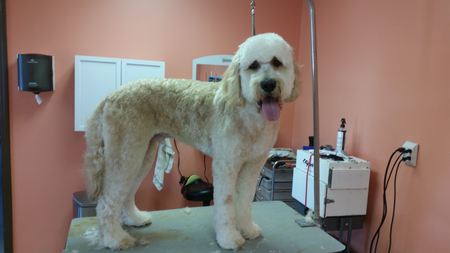 Canine Connection's Photo