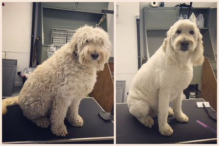 JenniFUR's grooming by design's Photo