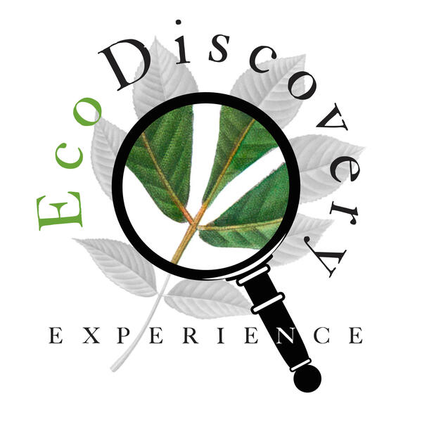 Ecodiscovery Experience Logo