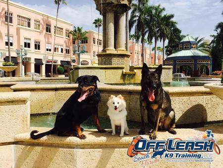 Off Leash K9 Training, South Florida
