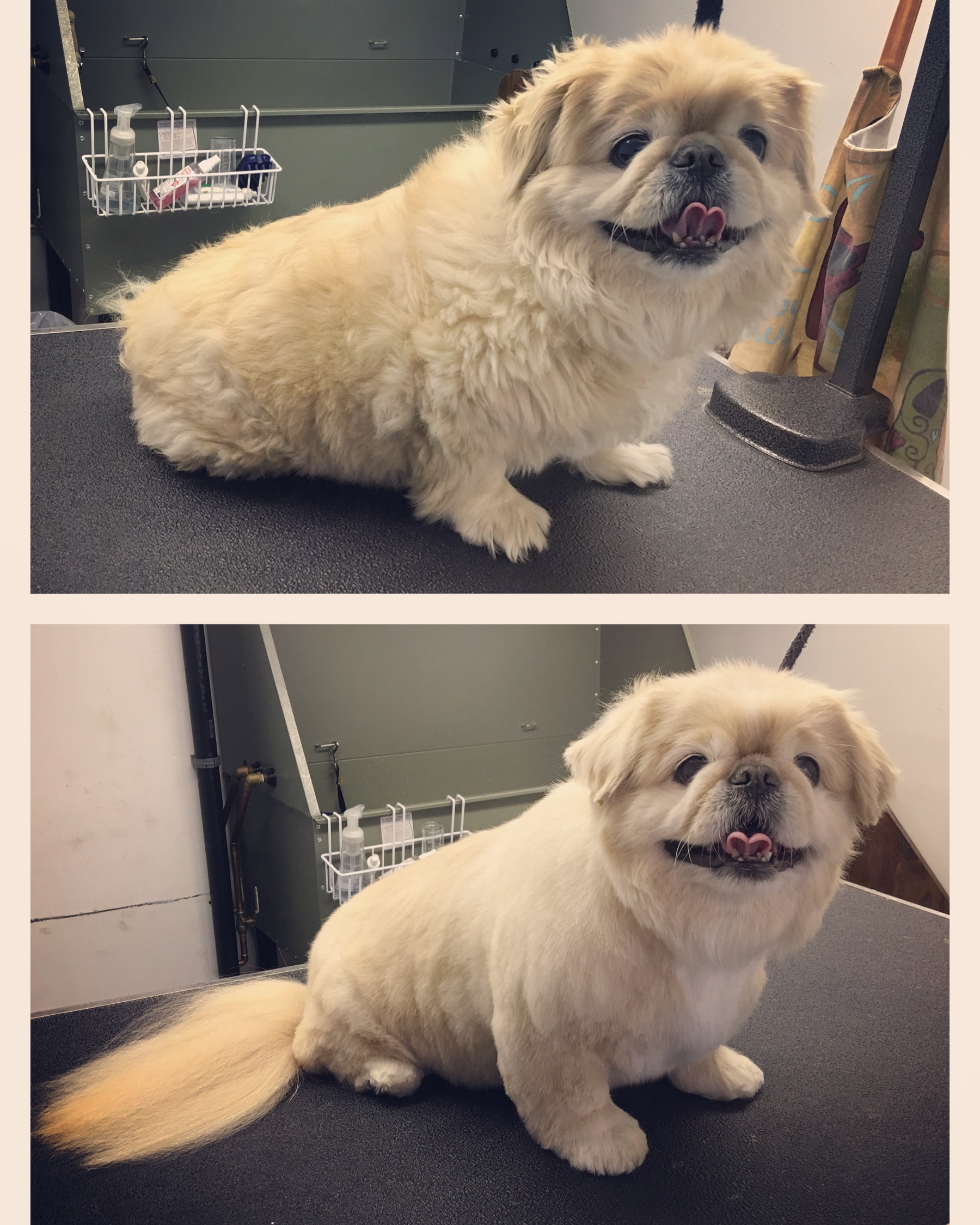 JenniFUR's grooming by design's Photo