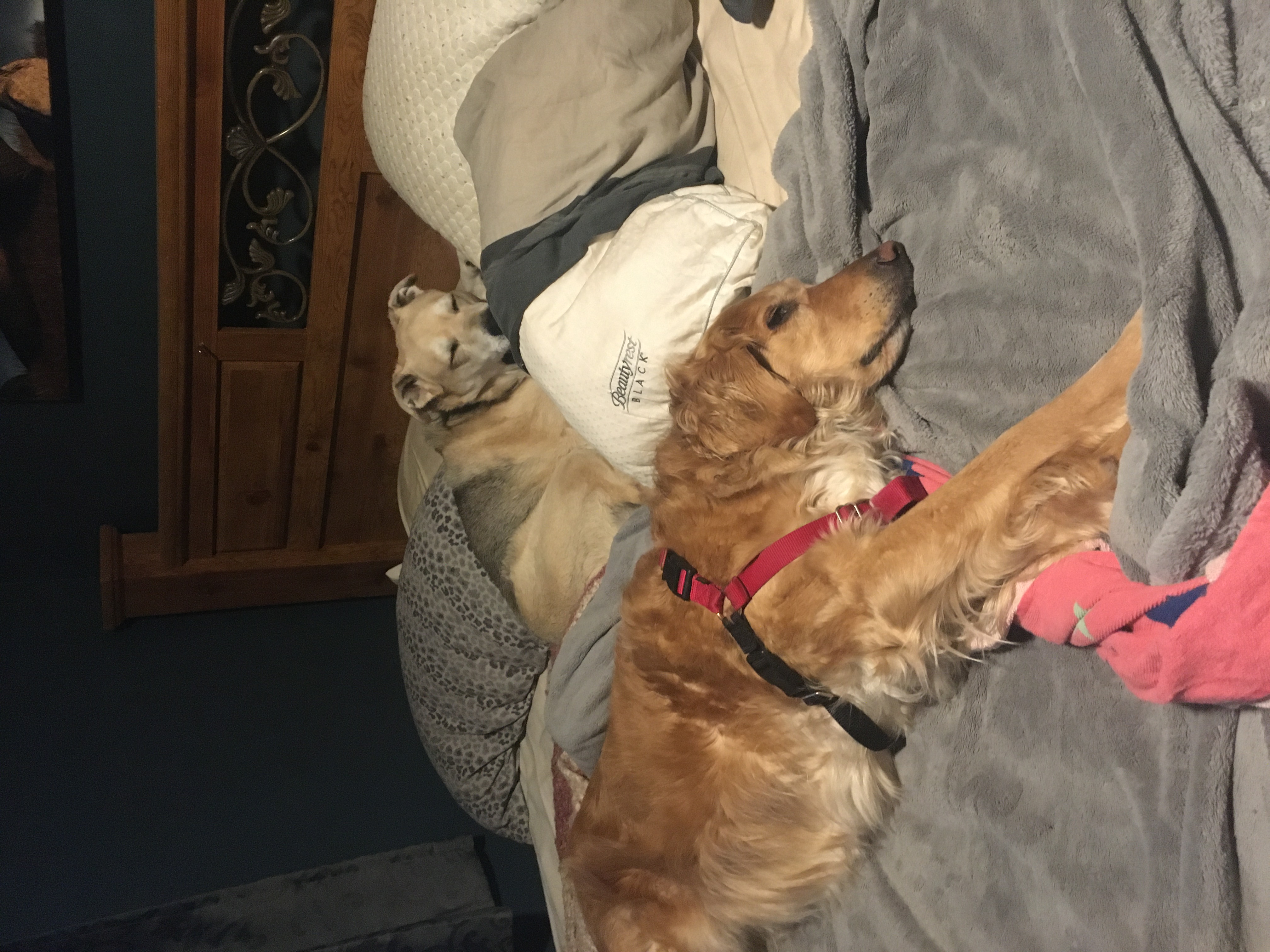 Scratch N Sniff Pet Services LLC's Photo