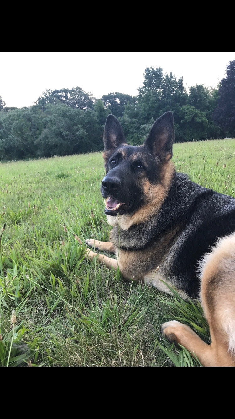 Shoshi's Furry Friends's Photo