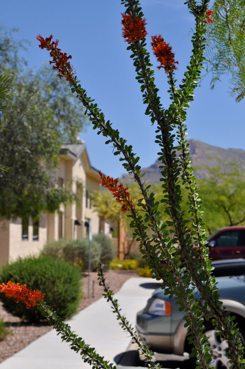 The Villas At La Canada's Photo