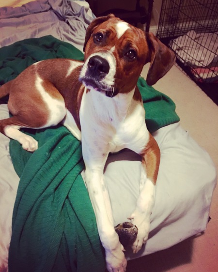 PetPals Dog Walking and Pet Sitting