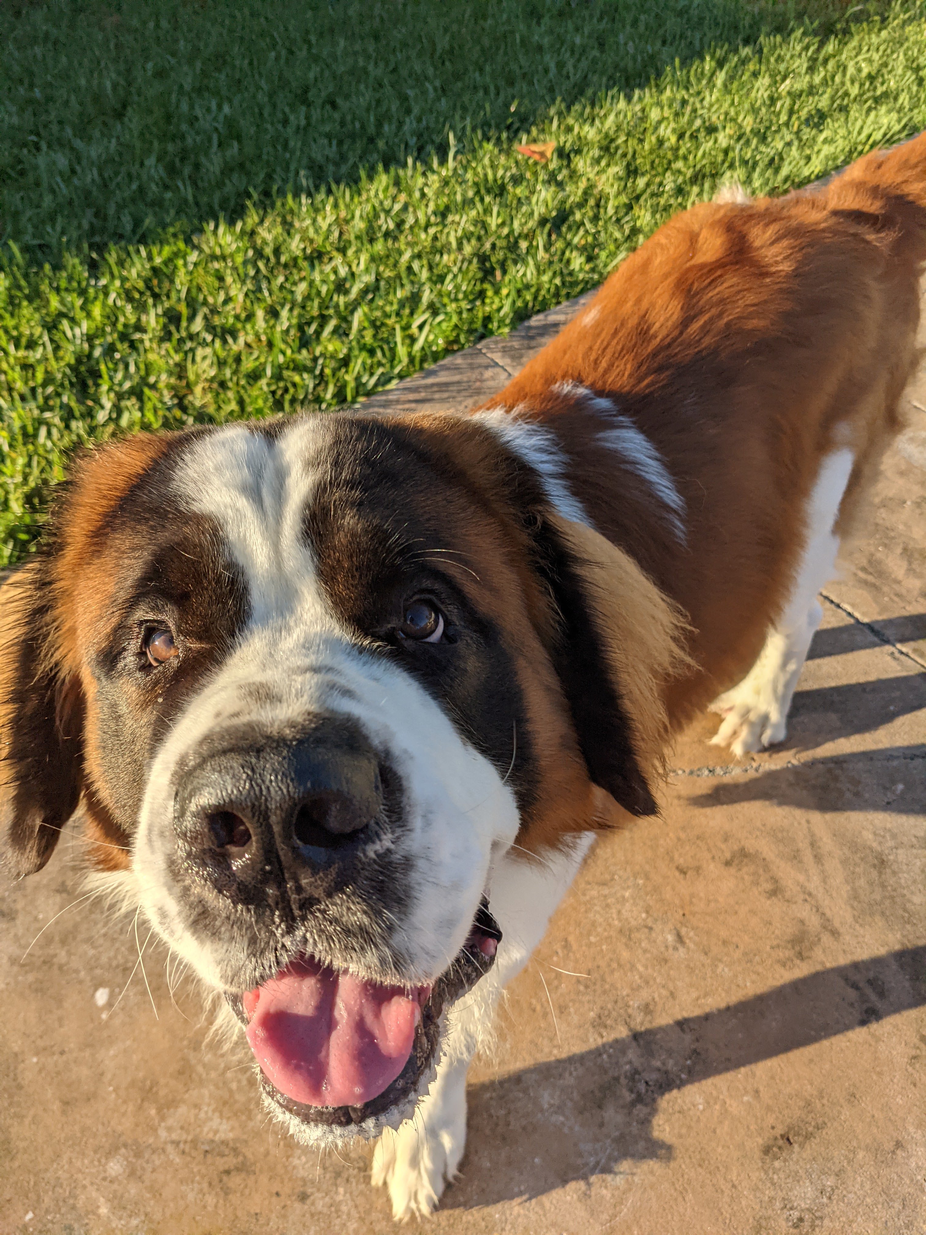 Fetch! Pet Care of South Miami's Photo