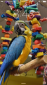 Fancy Feathers