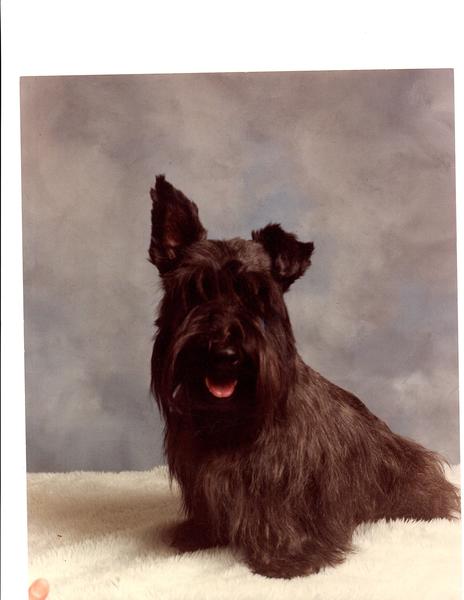 Jackie's Grooming's Photo