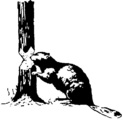 Beaver Camp's Photo