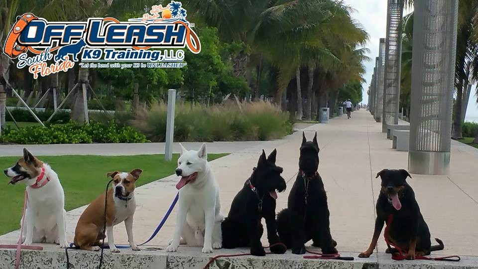 Off Leash K9 Training, South Florida's Photo