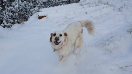 Pride Rock Kennels's Photo