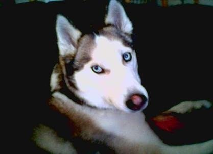 High Tail It Pet Sitting's Photo