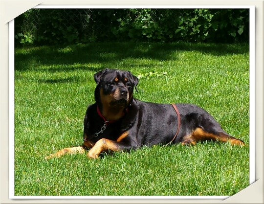 Guardian Pet Care's Photo