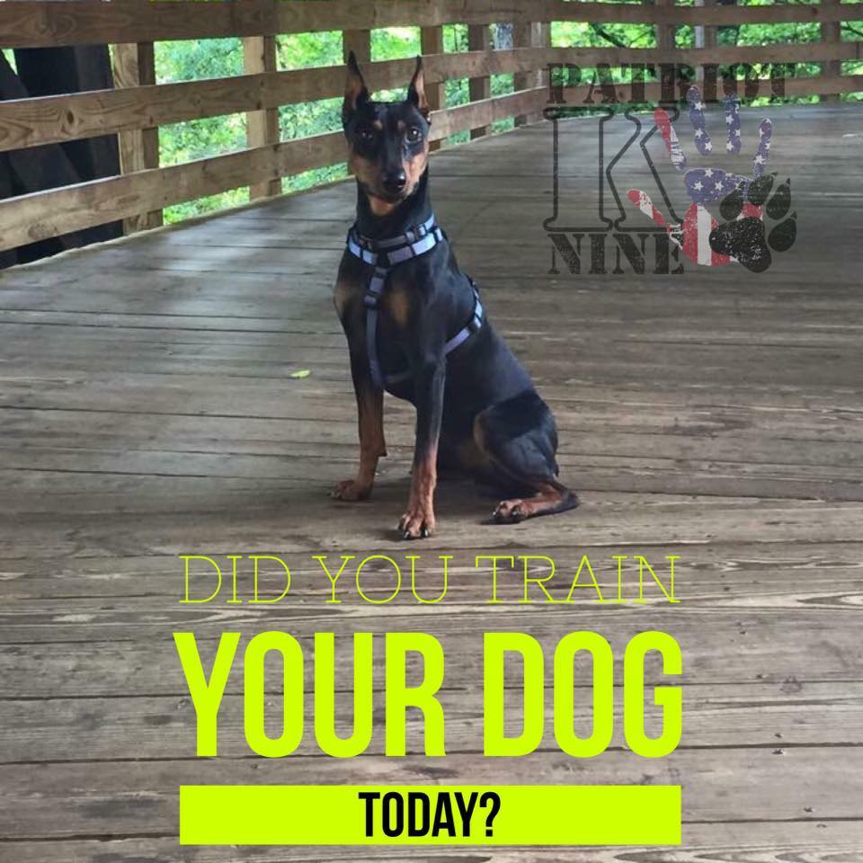 Patriot K-Nine Dog Training's Photo
