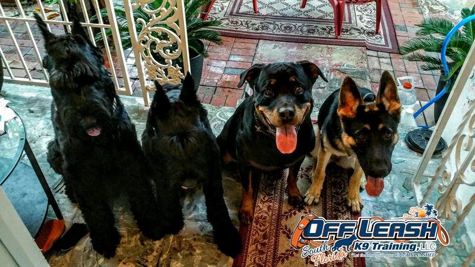 Off Leash K9 Training, South Florida's Photo