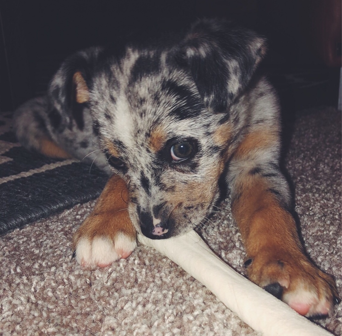 Neighborhood Pet Heroes's Photo