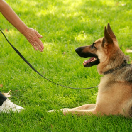 Success Dog Training's Photo