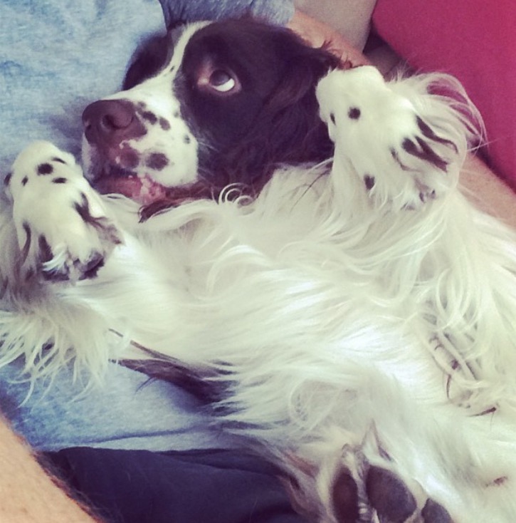 Pink Paws Pet Care's Photo