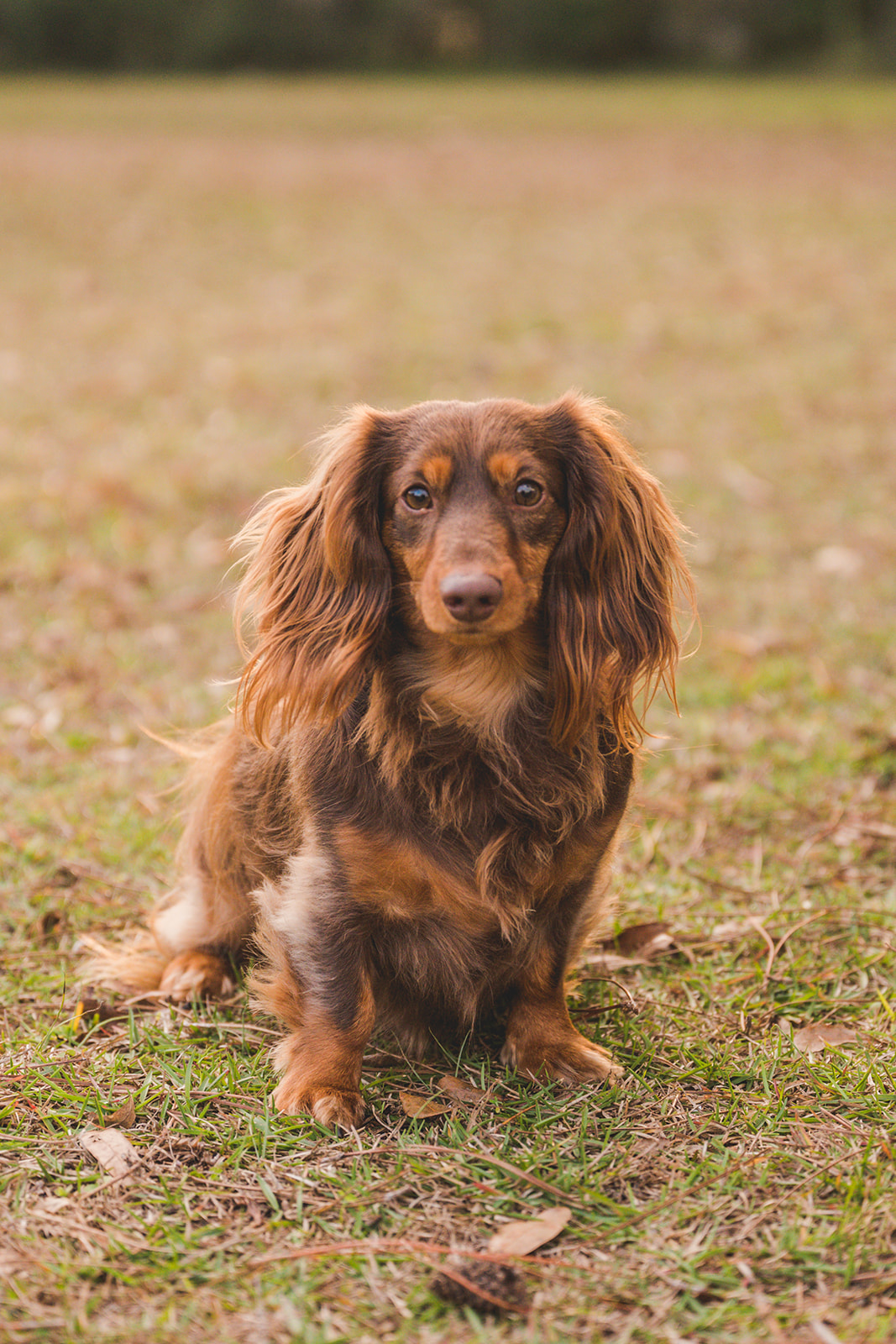 Sassafras's Pet Services's Photo