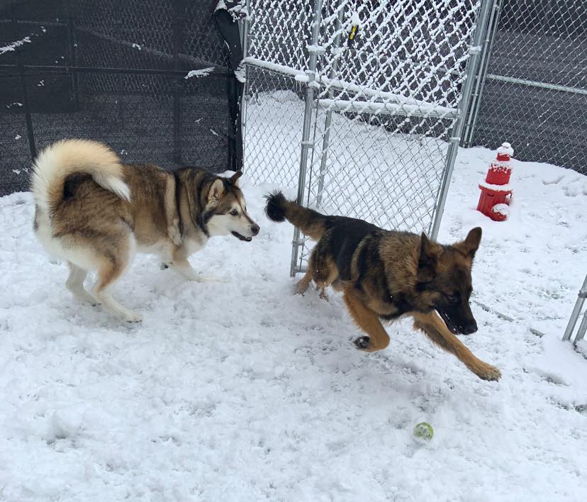 White Mountain Pet Care's Photo