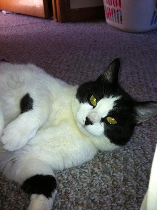 Countryside Pet Sitting's Photo
