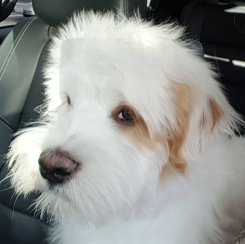 Le Chien Pet Salon's Photo