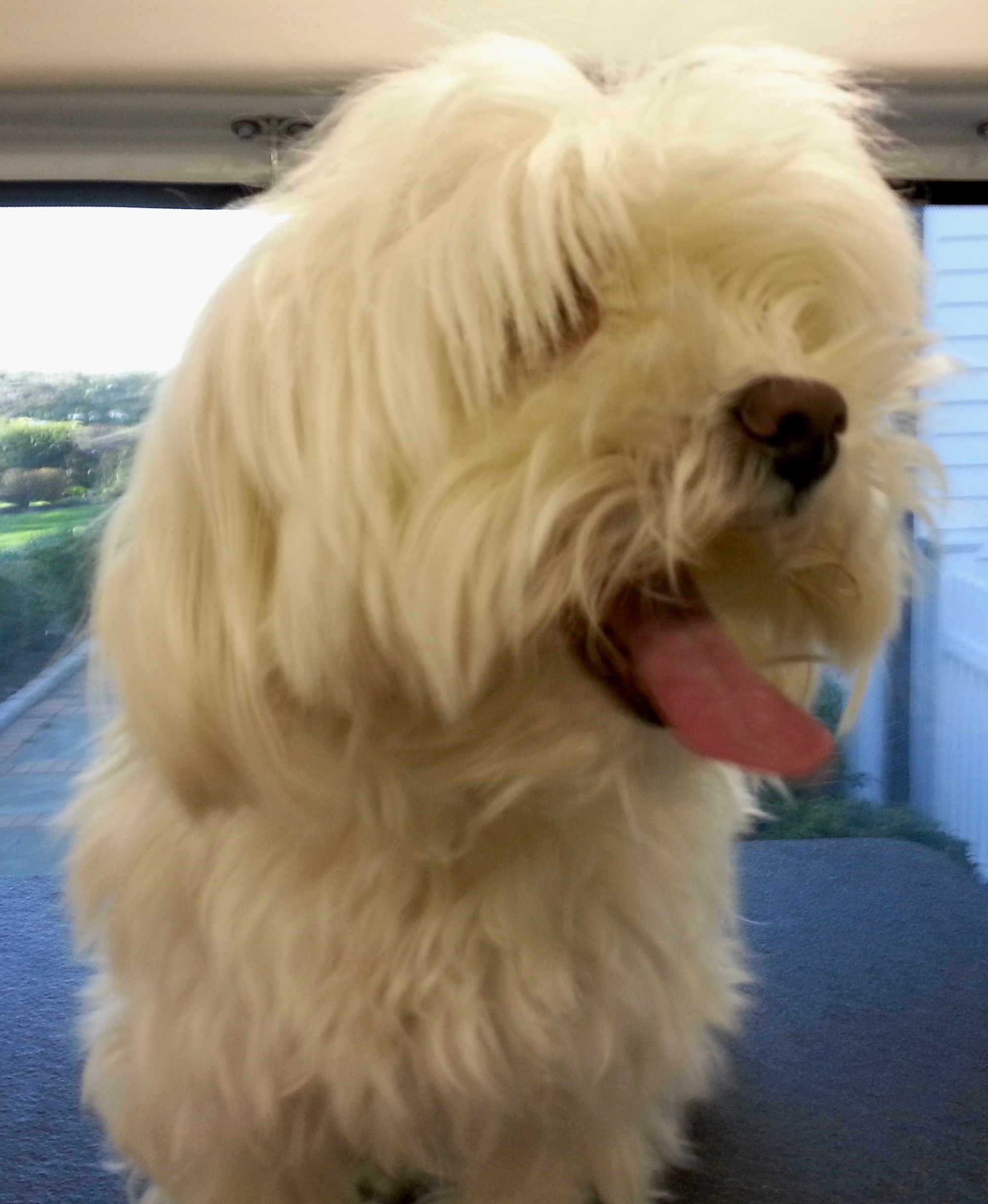 Aussie Pet Mobile of Stamford's Photo