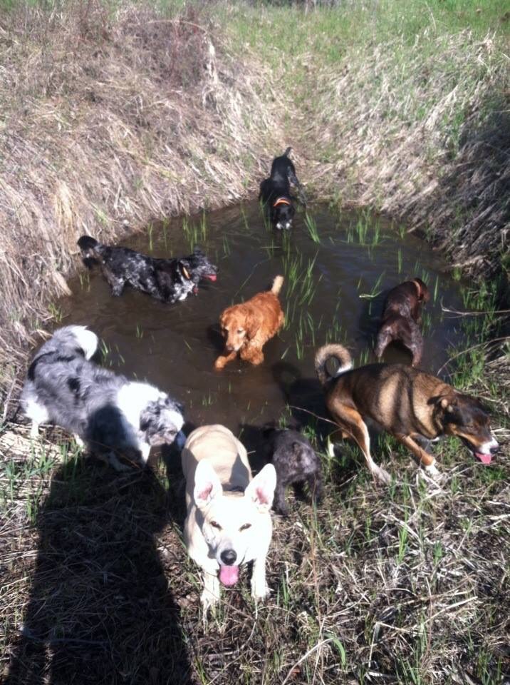 K9 Playtime Pet Sitting's Photo