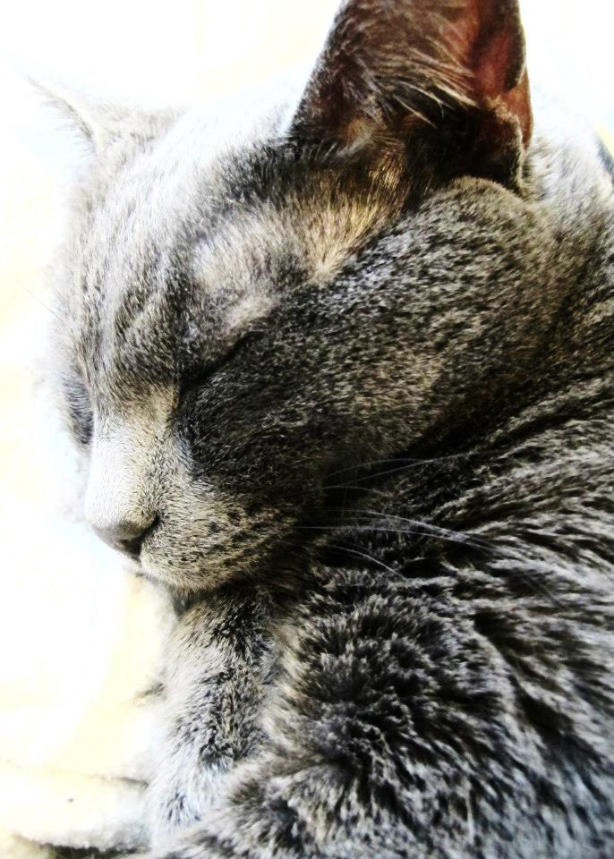 Cat Concierges of MD's Photo