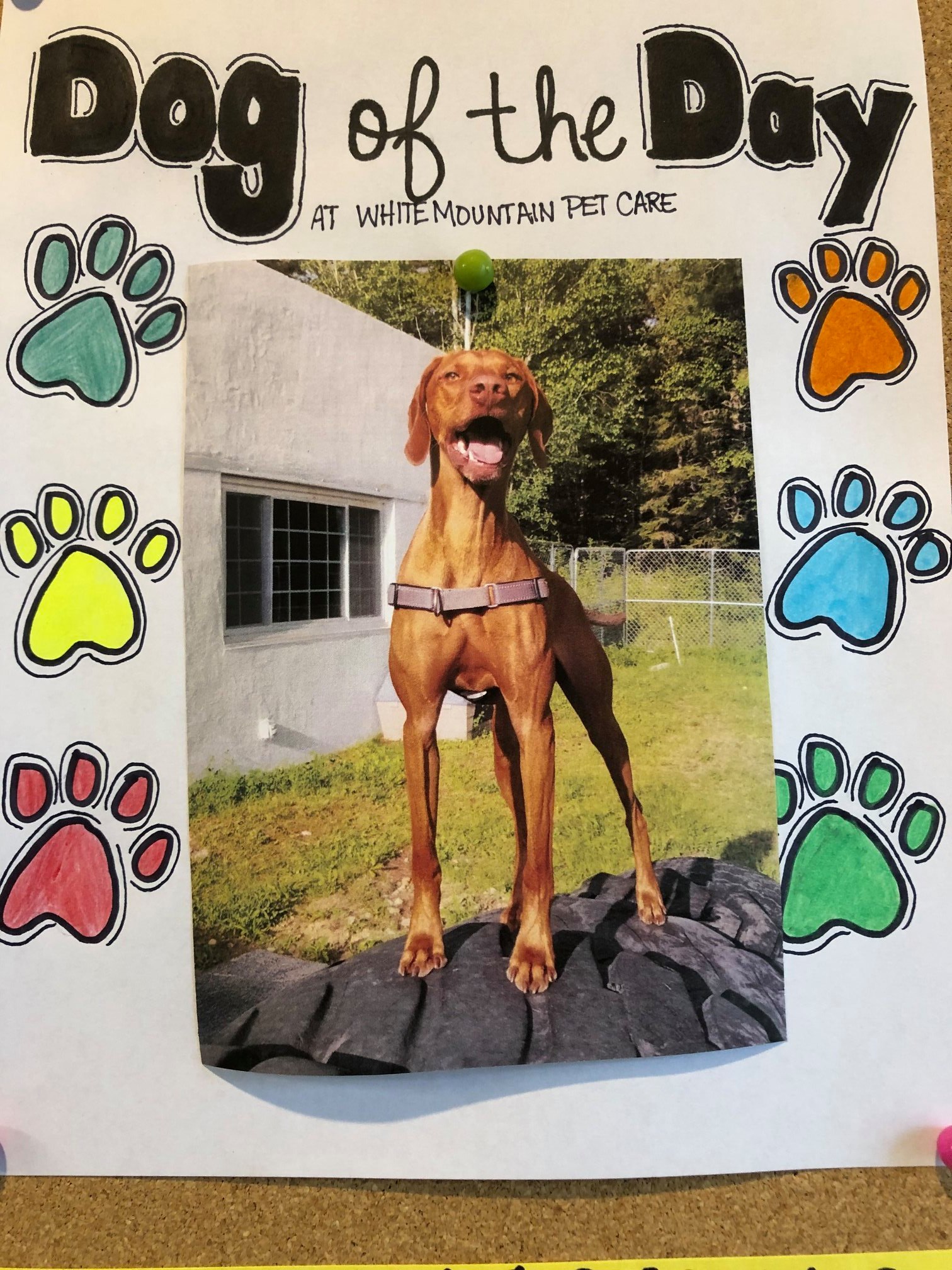 White Mountain Pet Care's Photo