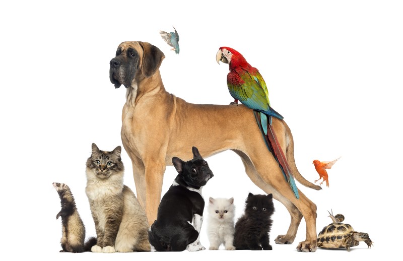 Pet Care of Metrowest's Photo