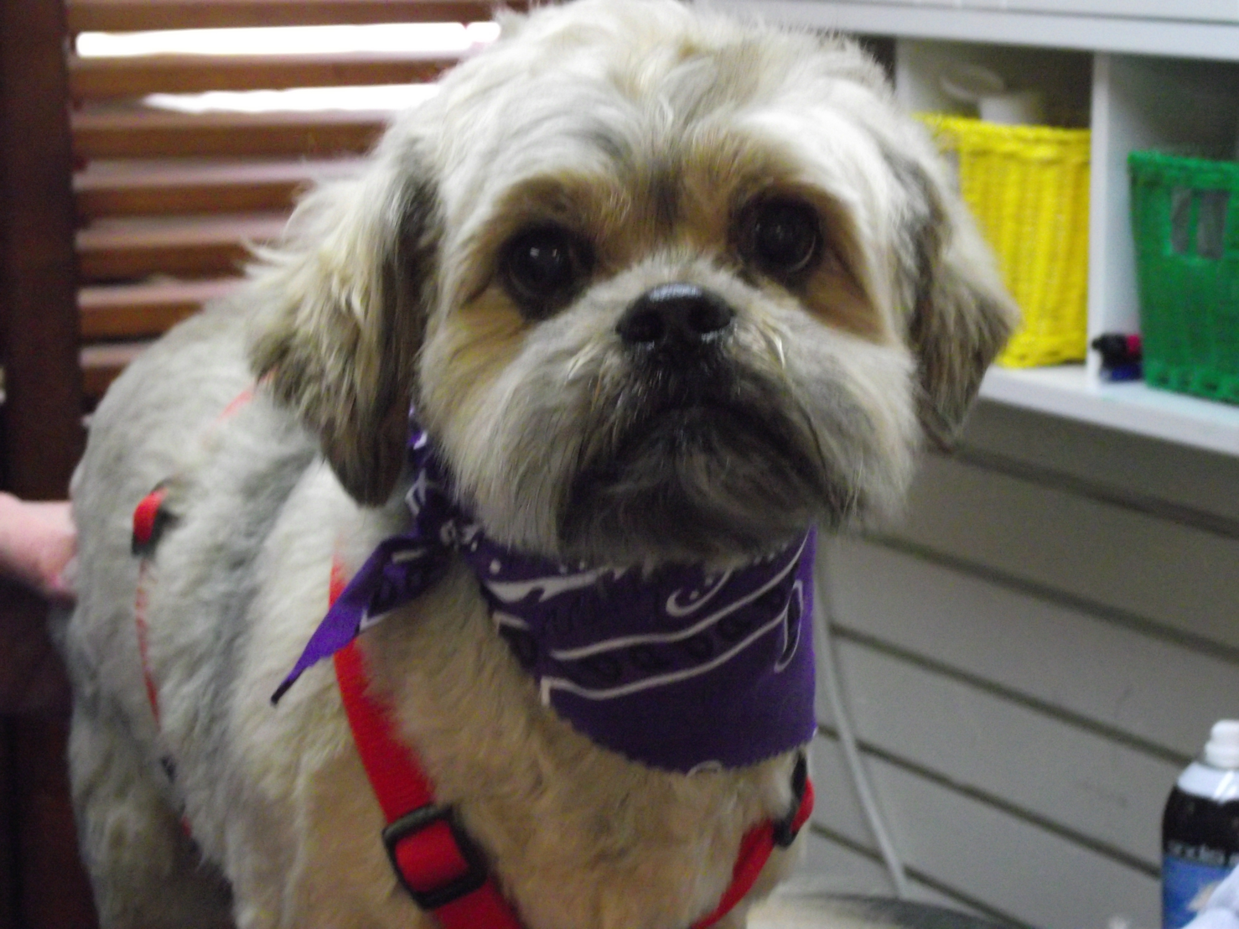 The Pet Place Spa & Boutique LLC's Photo