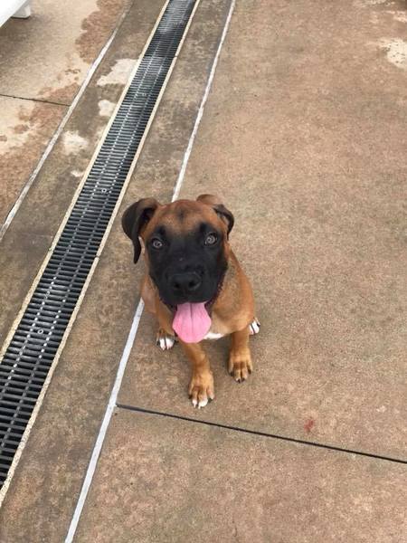 VIP Dog Walking & Pet Sitting's Photo